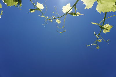 Low angle view of branches against clear blue sky