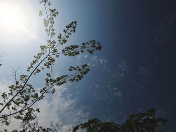 Low angle view of tree against sky