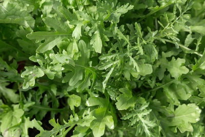 Full frame shot of green leaves