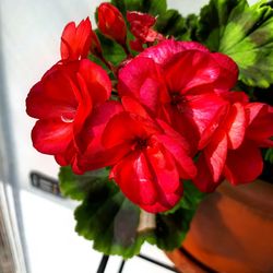 Close-up of red hibiscus blooming outdoors