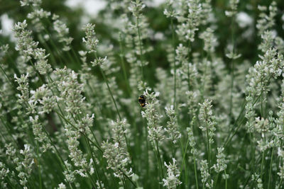 Close-up of bee pollinating flower