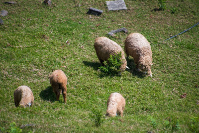 Sheep grazing on field