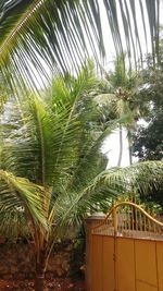 Close-up of palm tree against sky