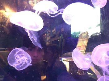 Close-up of fish swimming in aquarium