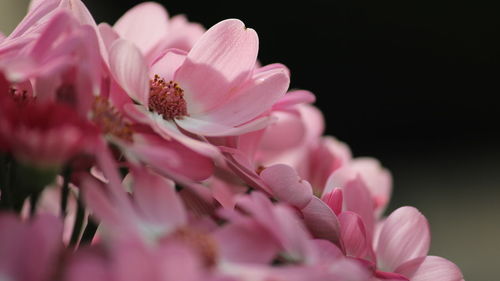 Close-up of pink cherry blossom against black background
