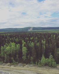 Scenic view of forest against sky