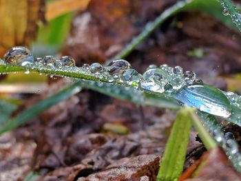 Close-up of water drops on plant