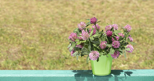 plant