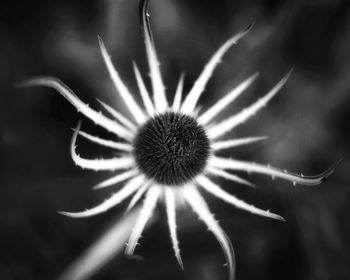 Close-up of dandelion on plant