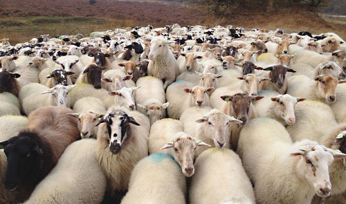 Close-up of sheep