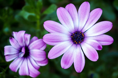 Close-up of pink flower