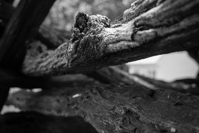 Close-up of damaged tree