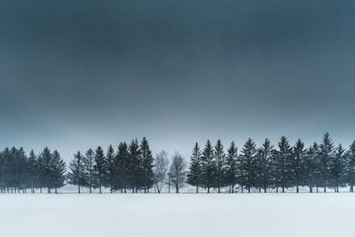 Trees on snow covered landscape