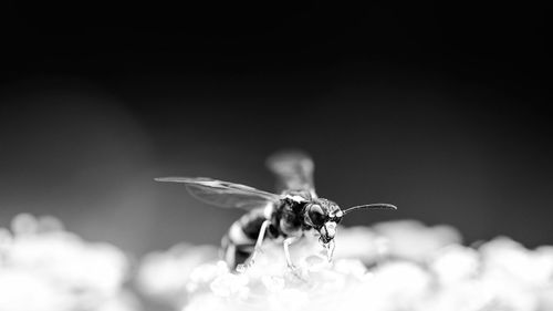 Close-up of insect