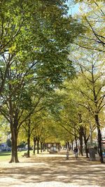 Trees in park