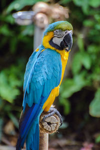 Close-up of blue parrot perching on branch