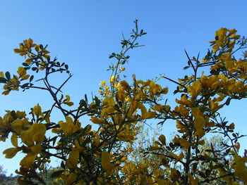 Low angle view of trees against sky