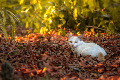 Cat resting on field during autumn