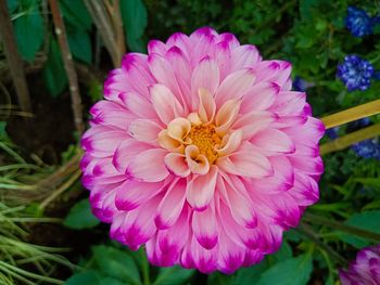 Close-up of pink dahlia flower