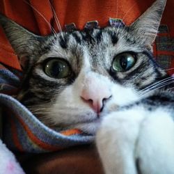 Close-up portrait of cat relaxing at home