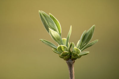 Close-up of plant