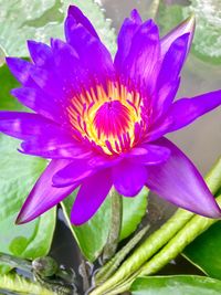 Close-up of purple flower