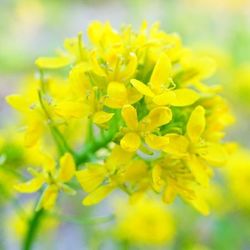 Close-up of yellow flower