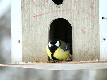 Close-up of bird perching