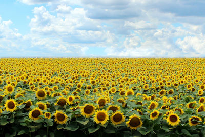 Sunflower field