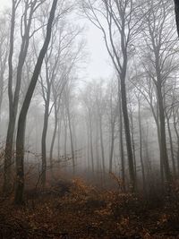 Bare trees in forest