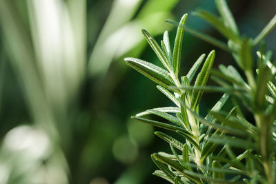 Close-up of wet plant