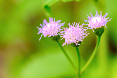 Close-up of flowers blooming outdoors