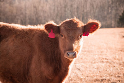 Close-up of cow