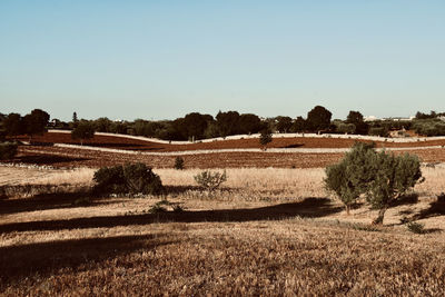 Scenic view of field against clear sky