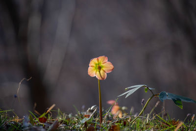 Close-up of flowering plant on field