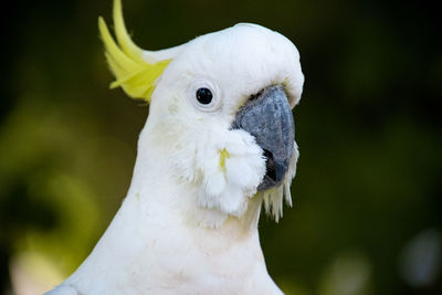 Close-up of a bird looking away