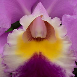 Macro shot of pink flower