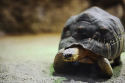 Close-up of tortoise