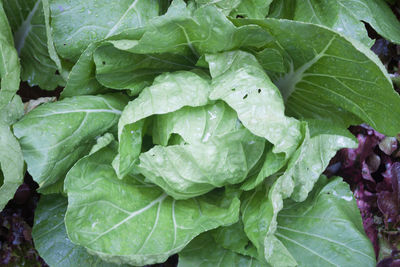 Close-up of fresh green plants