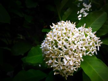 Close-up of white flowering plant