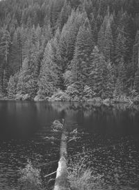 Reflection of trees in water