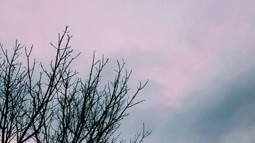 Low angle view of tree against sky