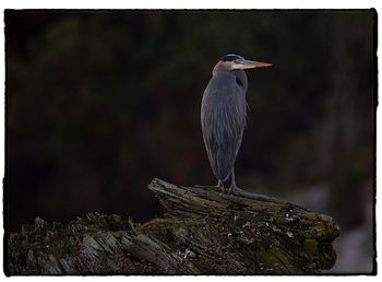 High angle view of gray heron perching on leaf