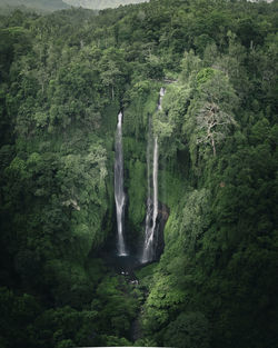 Scenic view of waterfall in forest