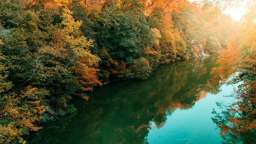 Scenic view of river amidst trees in forest during autumn