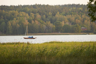 Scenic view of lake against trees in forest