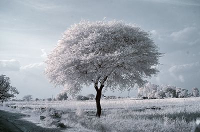 Tree on field against sky