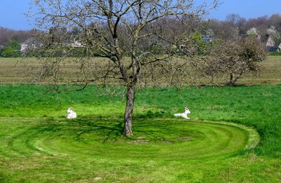 Sheep on field by trees against sky