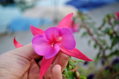 Close-up of hand holding pink flower