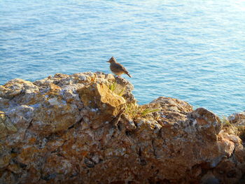 High angle view of bird perching on rock by sea